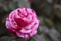 IMG_5219 red mottled rose with drab background